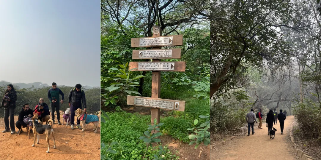 Triptych of dog parents on a hilltop, a trail signpost, and people walking dogs in the forest