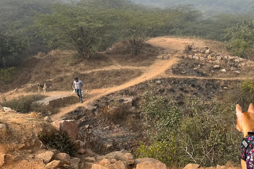 Running Wild at Sanjay Van: A Must-Visit for Delhi’s Dog Parents