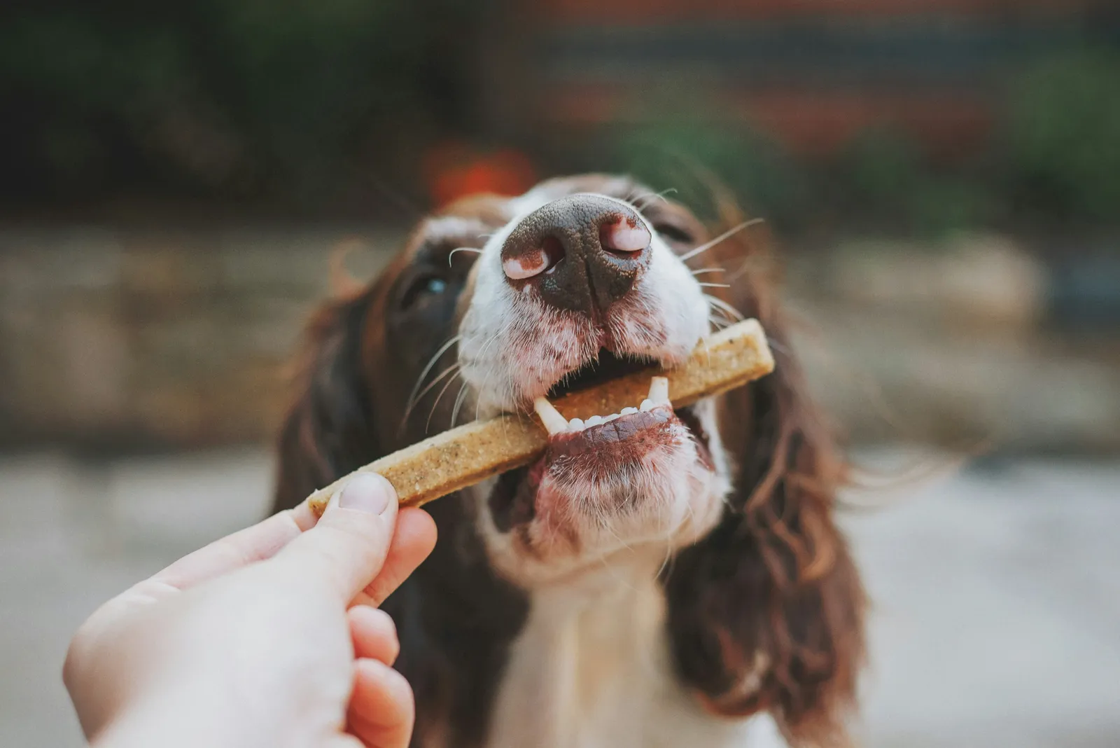 Springer spaniel taking a chew treat from a person's hand