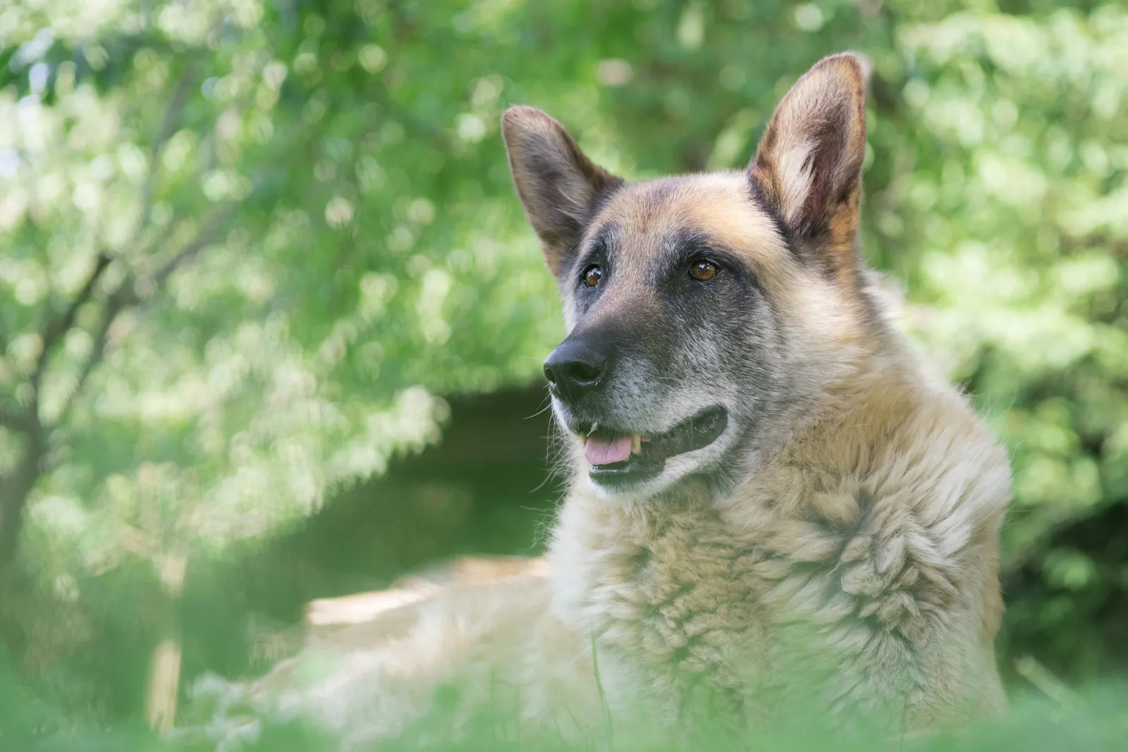 Best Food Ingredients for Senior Dogs