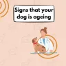 Signs that your dog is ageing