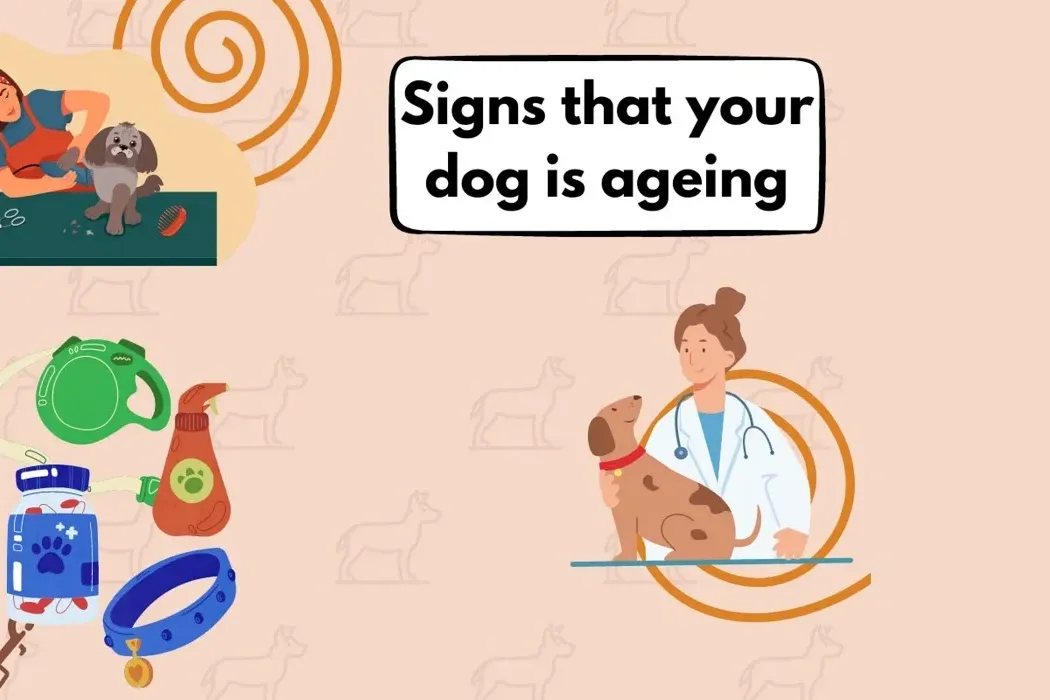 Signs that your dog is ageing