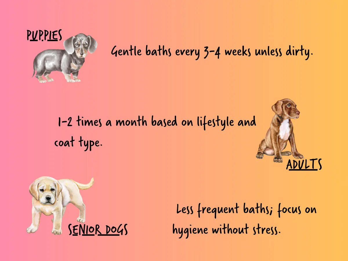 Illustration comparing bathing frequency for puppies, adults, and senior dogs