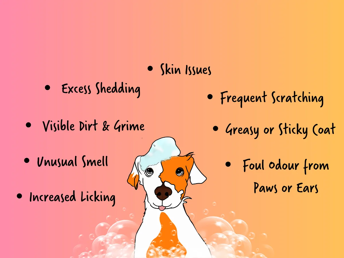 Illustrated soapy dog beside a bulleted list of signs a dog needs a bath
