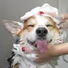 10 Signs to Know Your Dog Needs a Bath