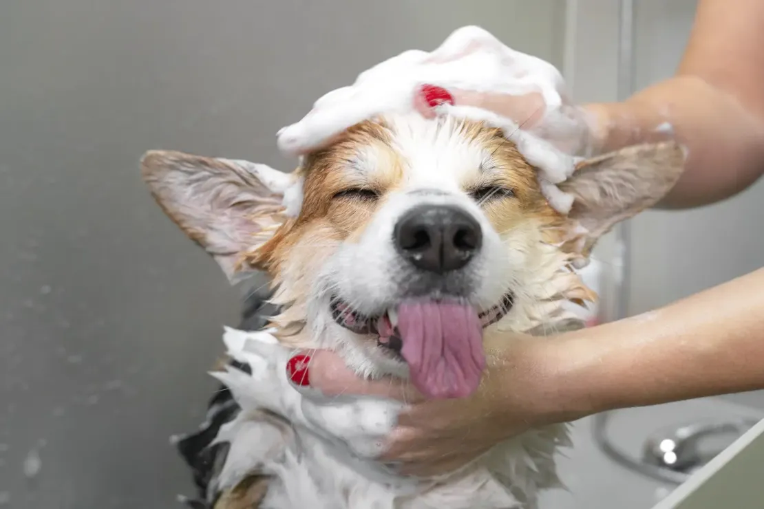 10 Signs to Know Your Dog Needs a Bath