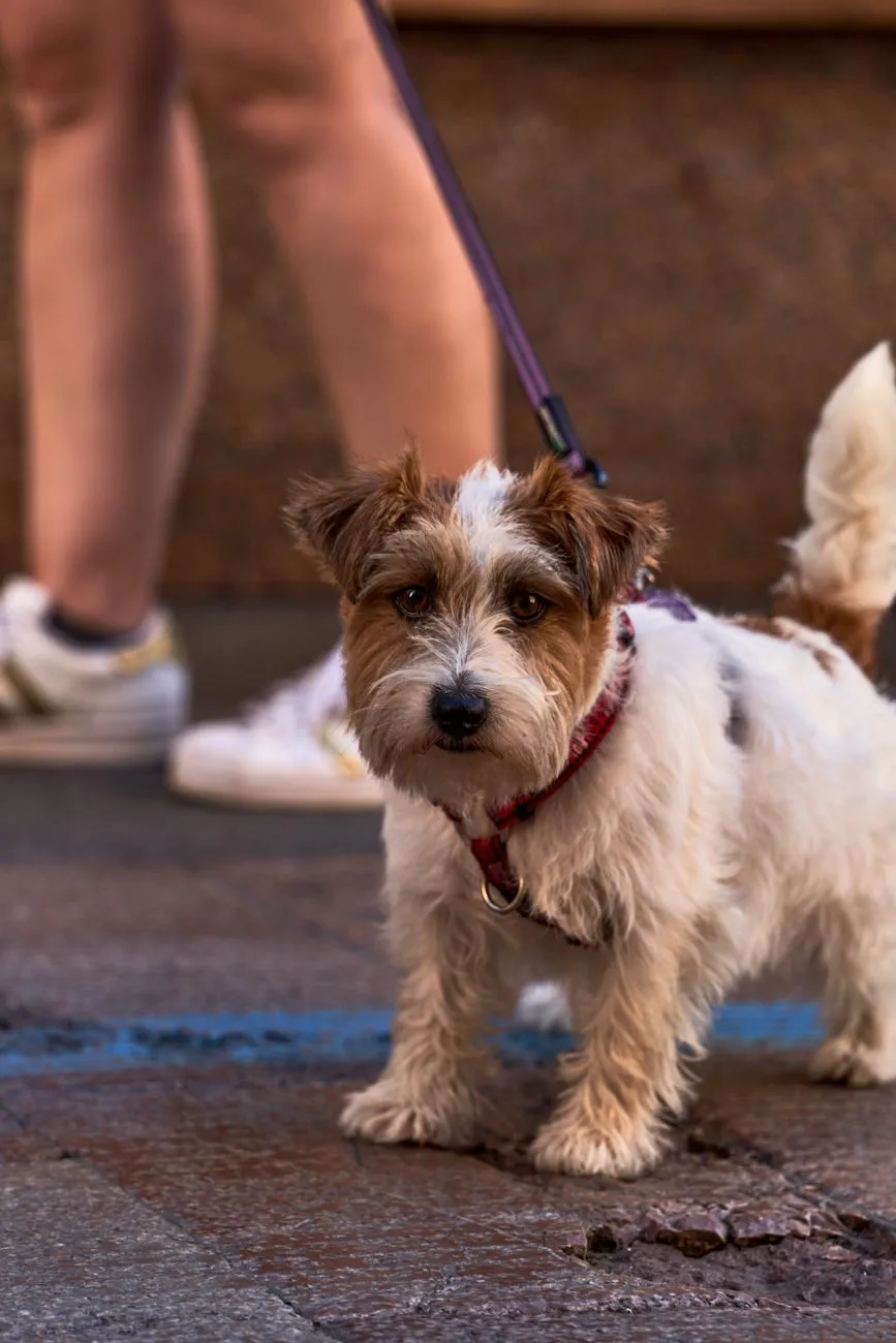 Person walking a small dog on a city sidewalk