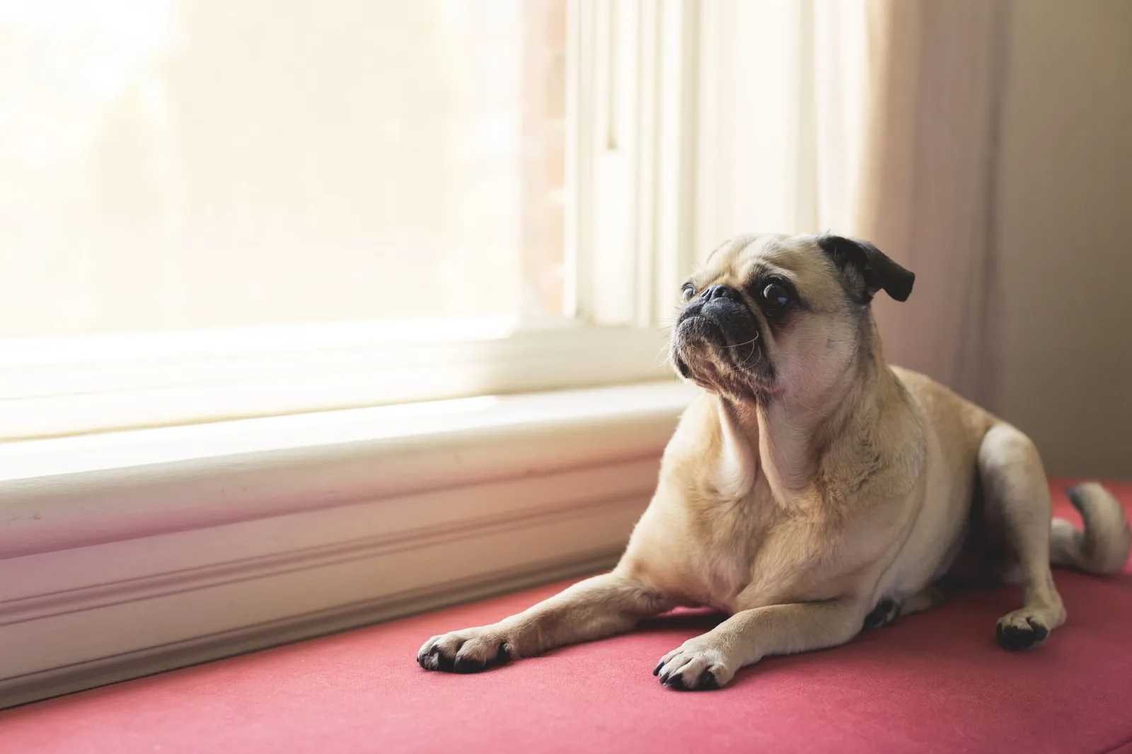 Short-faced small dog resting in cool indoor shade