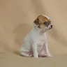 Small Dog Breeds and Cute Small Dogs India Parents Pick