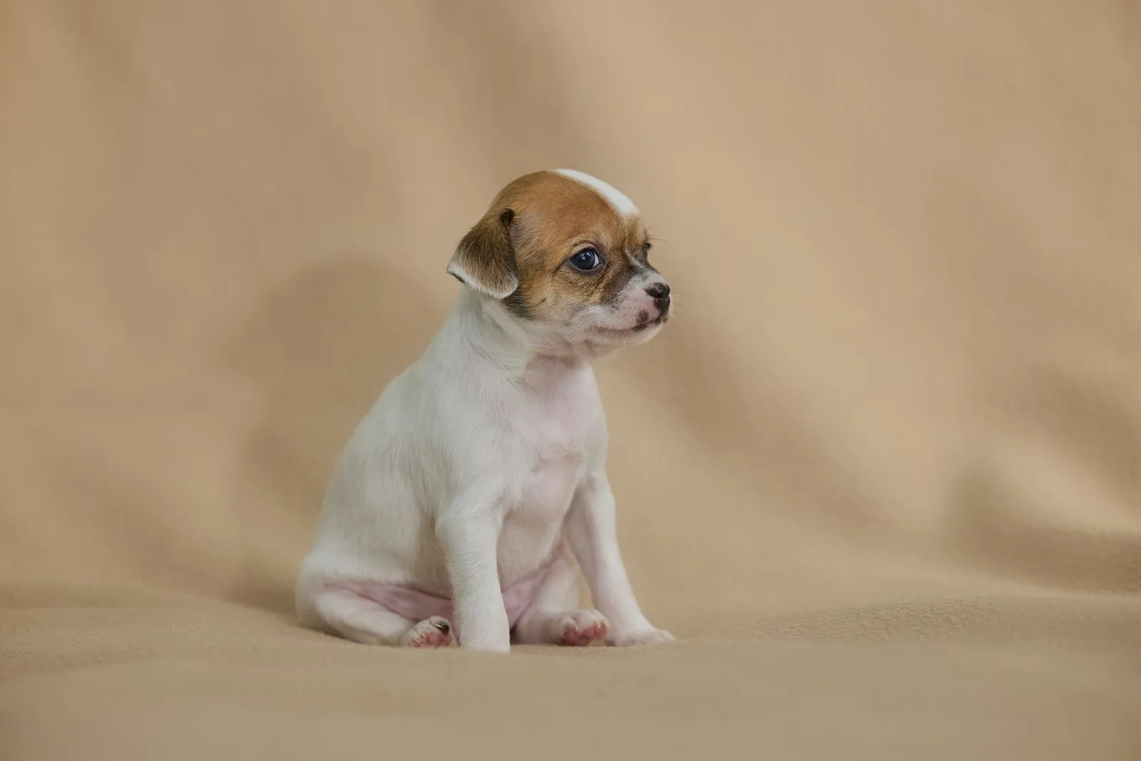 Small Dog Breeds and Cute Small Dogs India Parents Pick