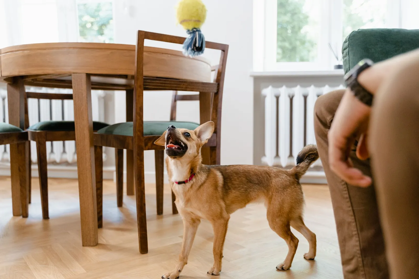 Small dog playing indoors with a toy
