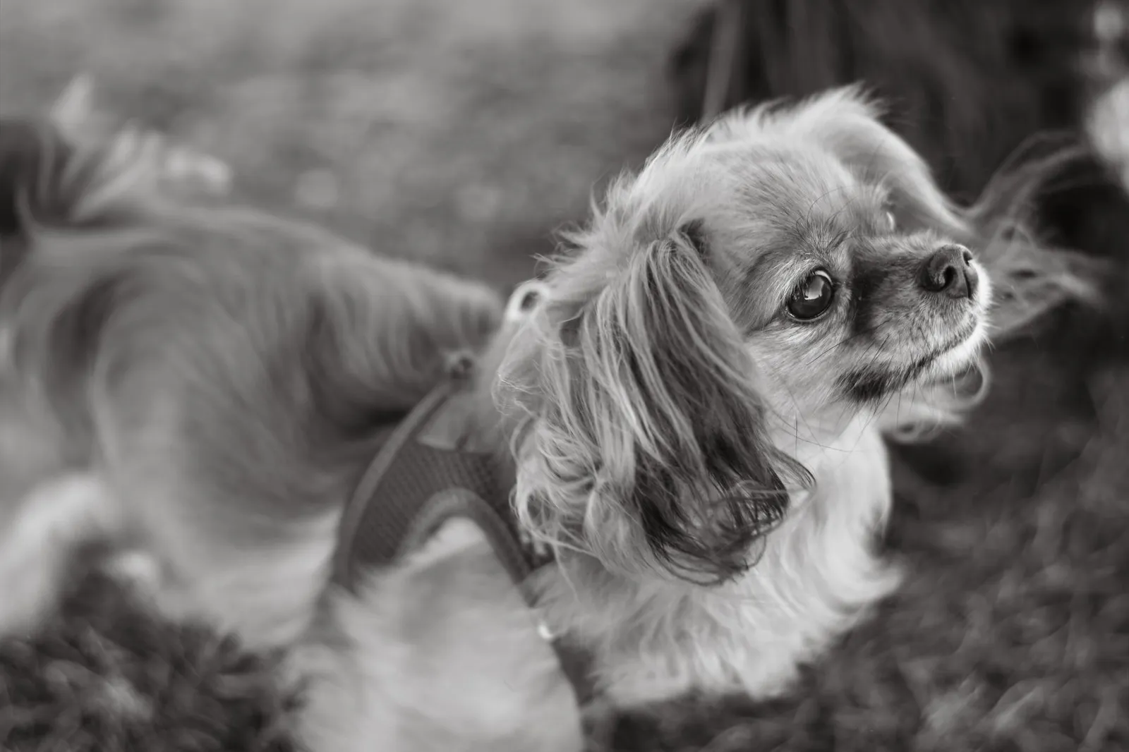 Small companion dog sitting indoors in soft light