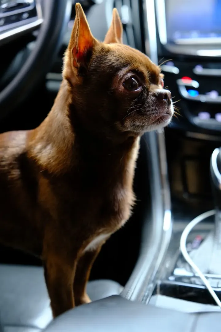 Tiny toy-breed dog sitting on a cushion