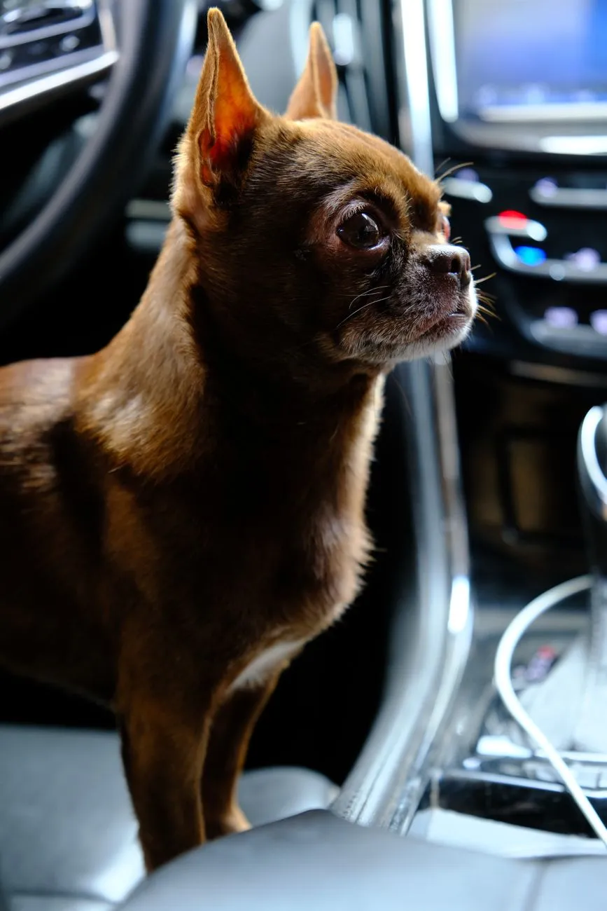 Tiny toy-breed dog sitting on a cushion
