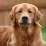The Art of Golden Retriever Photography: Capturing Their Personality