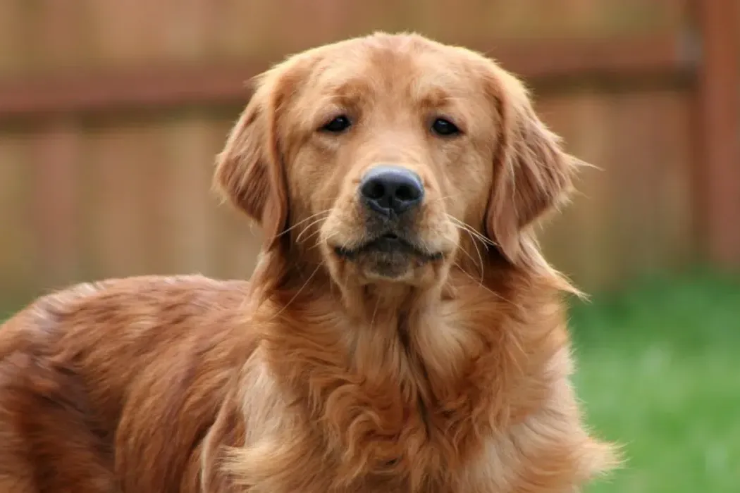 The Art of Golden Retriever Photography: Capturing Their Personality