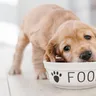 The Benefits of Wet Dog Food over Dry Dog Food