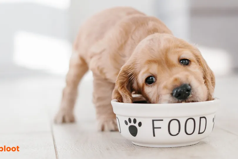 The Benefits of Wet Dog Food over Dry Dog Food