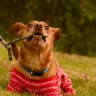 The Fascinating History of Indie Dogs: India's Native Canine Breed