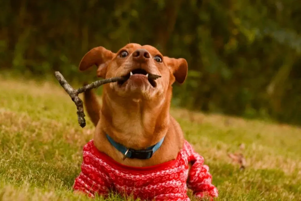 The Fascinating History of Indie Dogs: India's Native Canine Breed