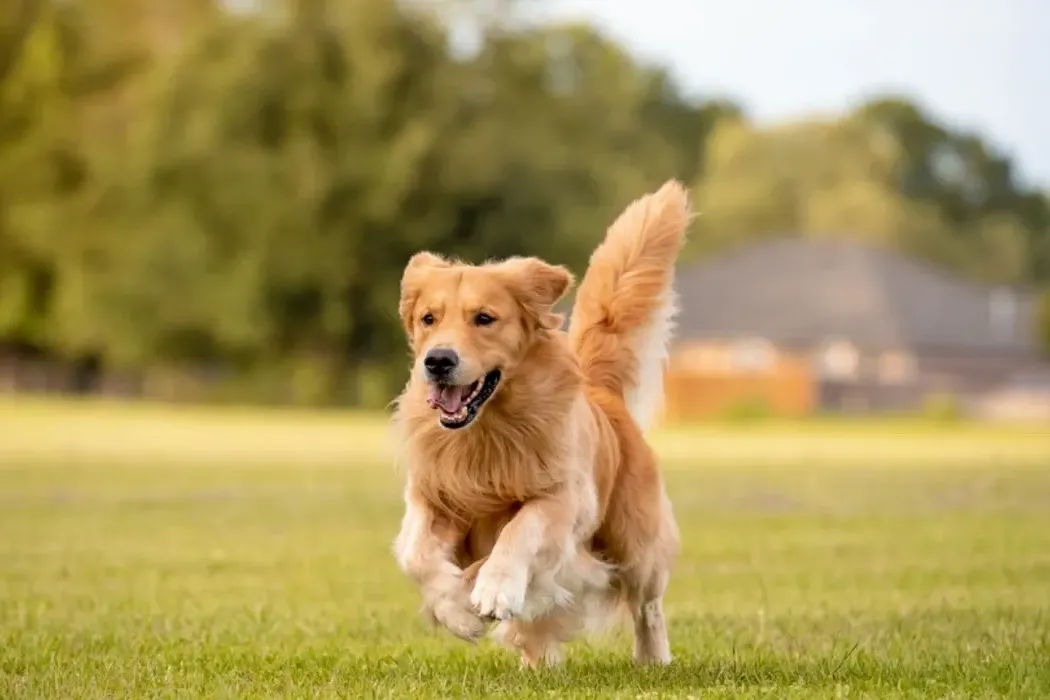 The Golden Retriever Temperament: Why They're Perfect Family Dogs