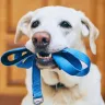 The Science of Dog Walking: Understanding Canine Behavior on Walks