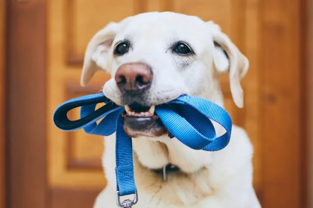 The Science of Dog Walking: Understanding Canine Behavior on Walks