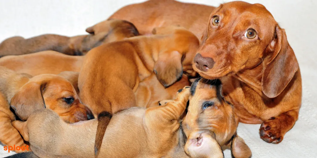 Brown mother dog nursing a litter of puppies on a light blanket