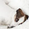 Tips for Dog Pregnancy Care and Preparation