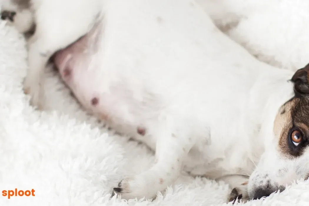 Tips for Dog Pregnancy Care and Preparation
