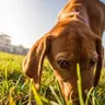 To Sniff or Not To Sniff: Why Sniffing Is Important To Dogs?