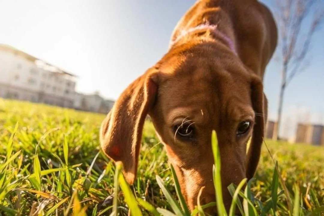 To Sniff or Not To Sniff: Why Sniffing Is Important To Dogs?