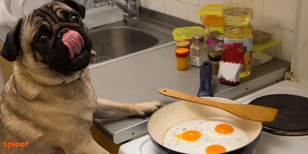 Pug licking its lips beside a pan of fried eggs on a stove