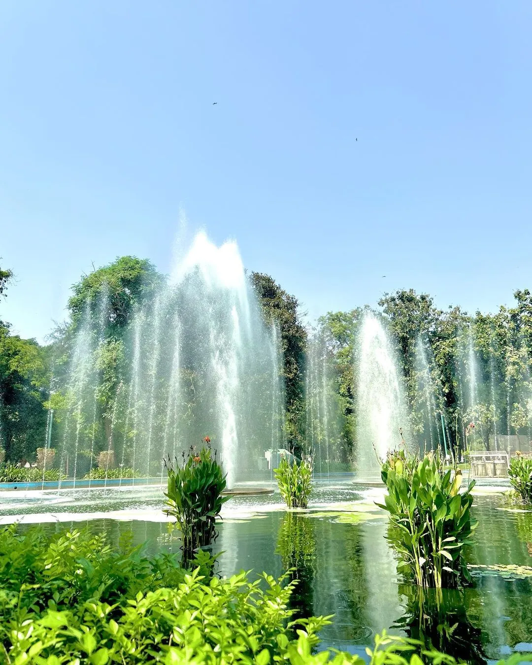 Fountains spraying water over a lily pond surrounded by green trees