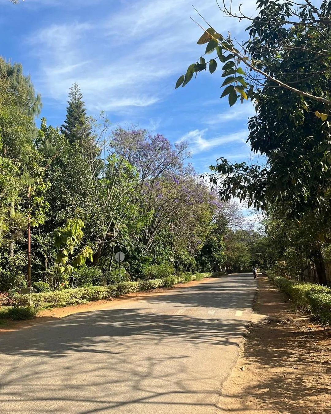 Tree-lined road with blooming purple jacaranda trees overhead