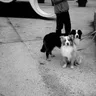  How to Travel with a Dog in Train: India Rules That Work