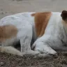 Training Indie Dogs: Obedience and Socialization for Indian Pariahs