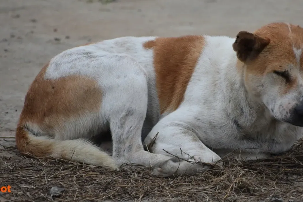 Training Indie Dogs: Obedience and Socialization for Indian Pariahs