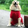 Traveling with Your Golden Retriever: Tips for a Stress-Free Trip