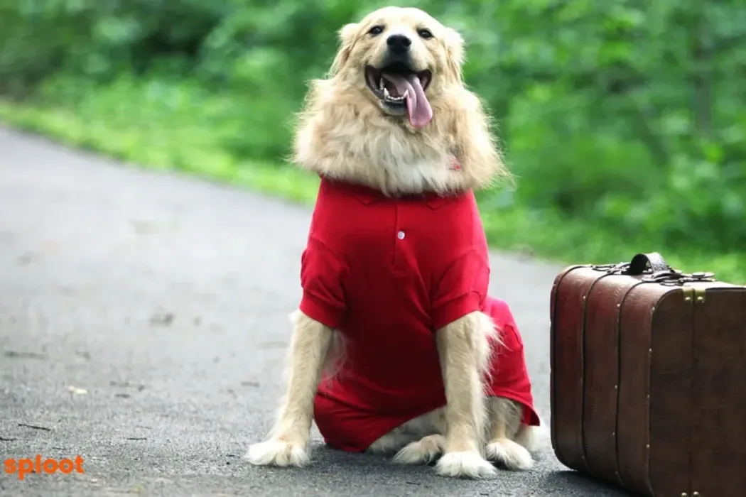 Traveling with Your Golden Retriever: Tips for a Stress-Free Trip
