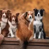 Understanding the Diverse Appearance of Indie Dogs: Coat Colors and Traits
