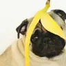 Unleashing the Power of Fruits and Veggies: A Guide to Healthy Snacking for Your Dog