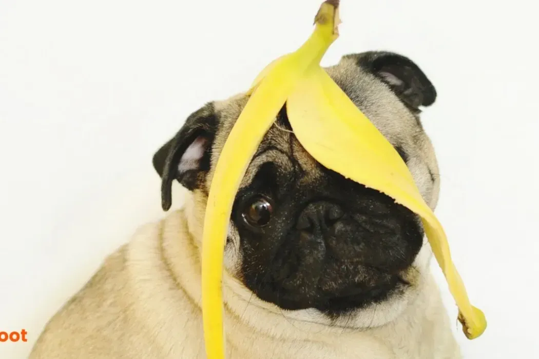 Unleashing the Power of Fruits and Veggies: A Guide to Healthy Snacking for Your Dog