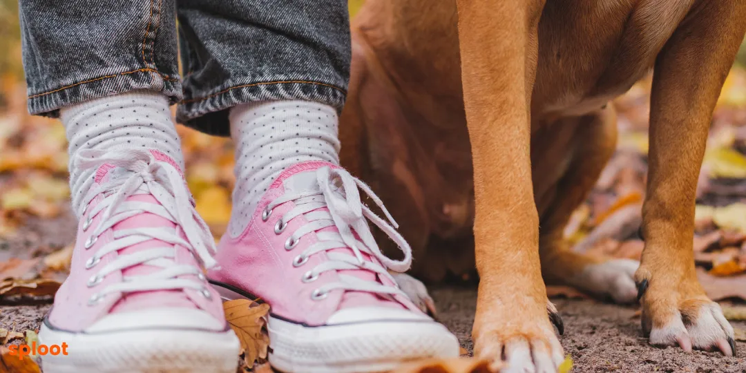 Person in pink sneakers standing beside a tan dog on autumn leaves