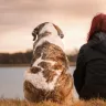 Unlock the Secrets of Dog Years: How to Calculate Your Dog's Age in Human Years