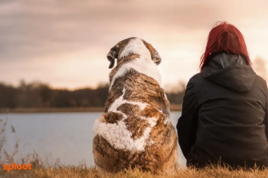 Unlock the Secrets of Dog Years: How to Calculate Your Dog's Age in Human Years