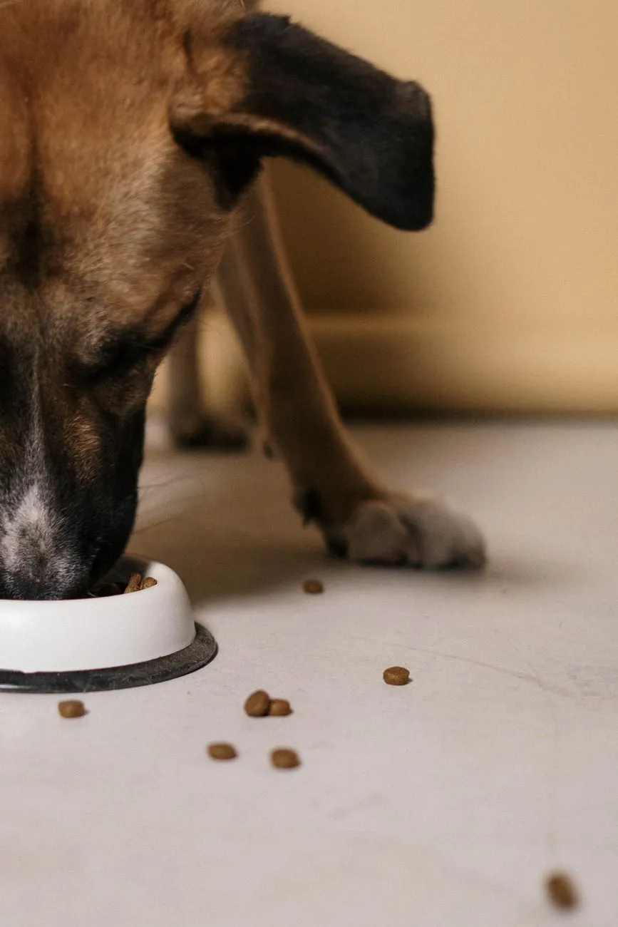 Happy dog eating from a bowl on a home floor
