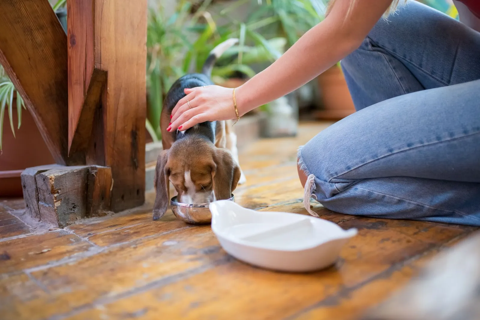 Veg Dog Food in India: What Dog Parents Should Know First