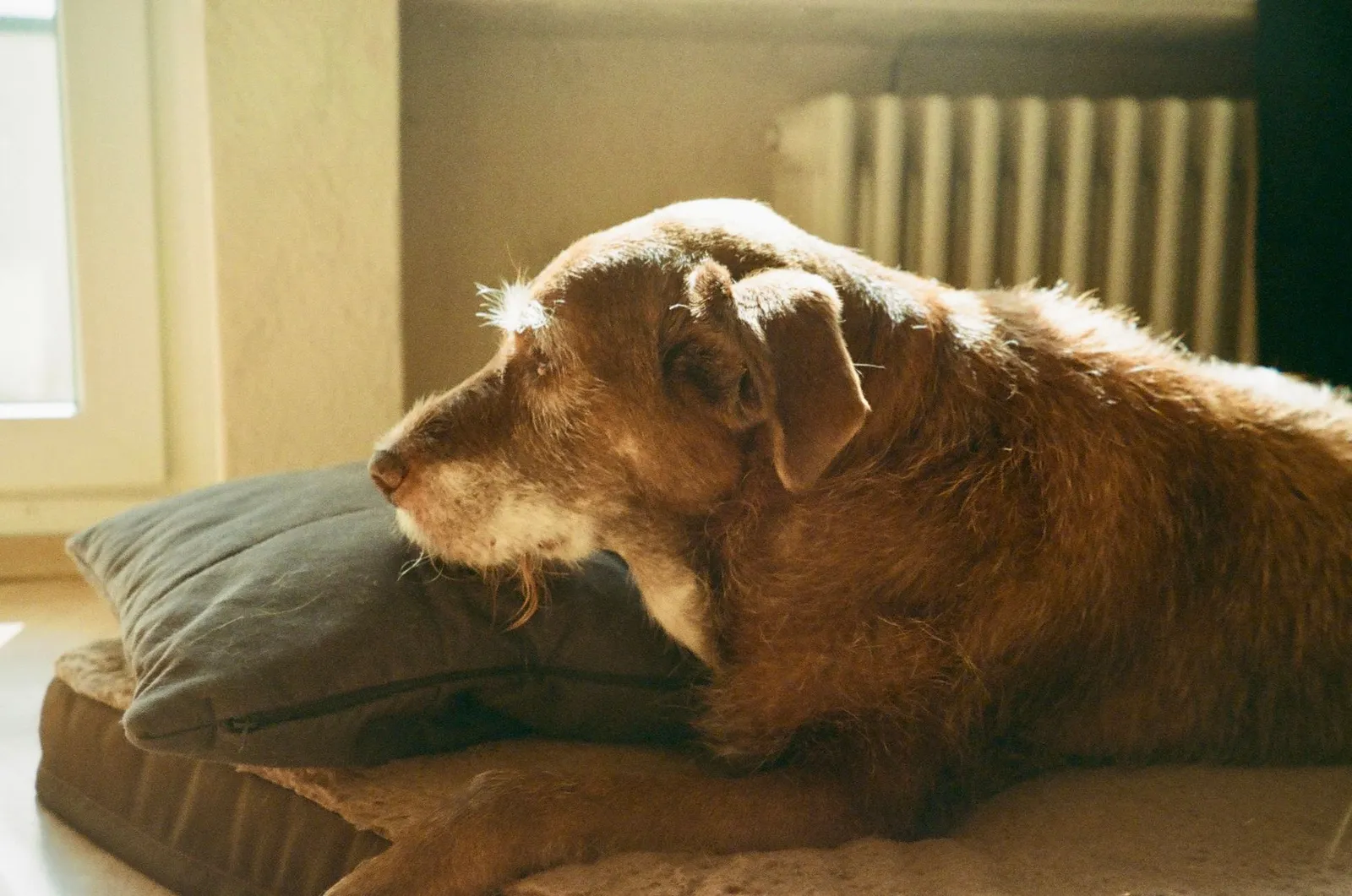 Senior dog resting calmly on a sofa at home