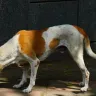Vomiting in Dogs - Causes, Concerns, and Effective Treatments